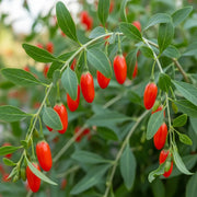 3 Goji Berry Plants | 2L Pots